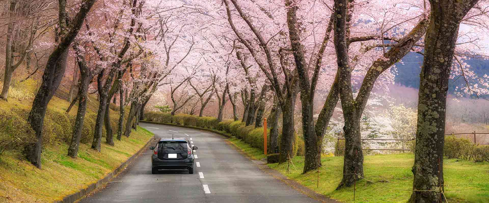 花畑と車